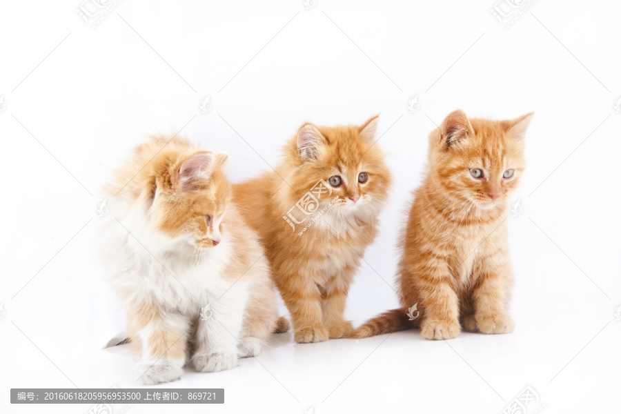 三只小猫连拍