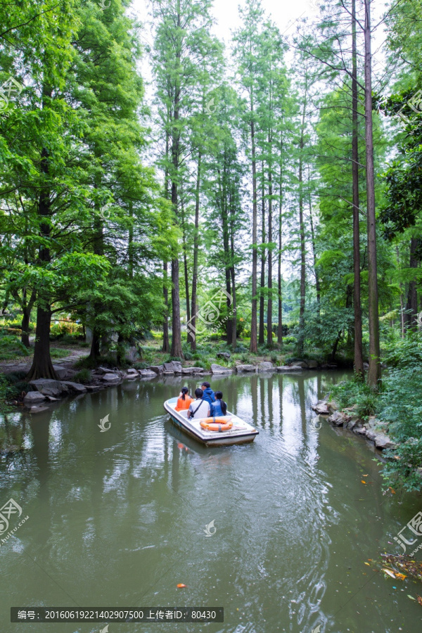 上海植物园水杉