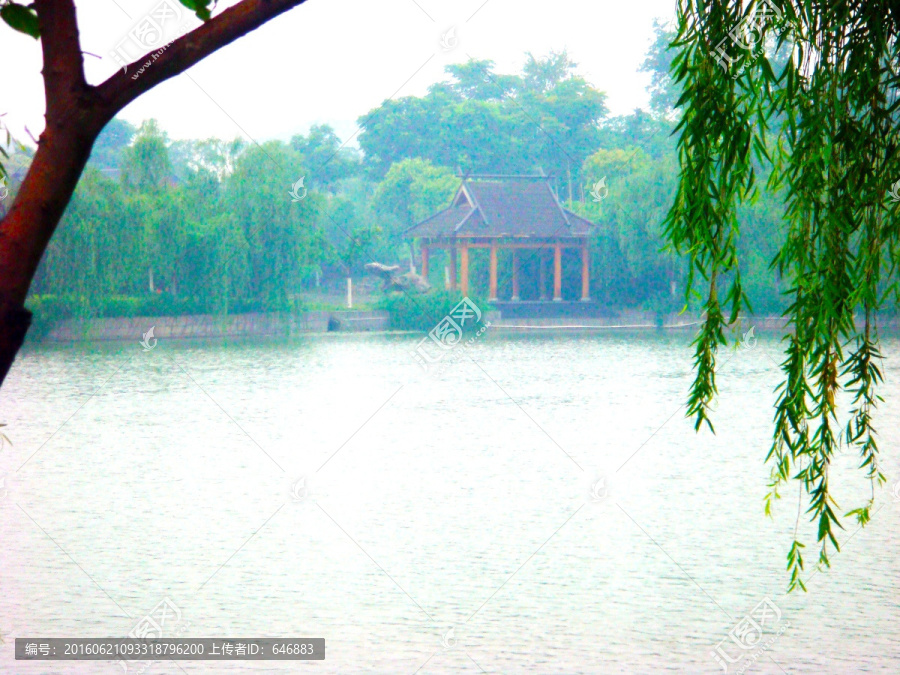 湖畔垂柳,柳树,湖边风景
