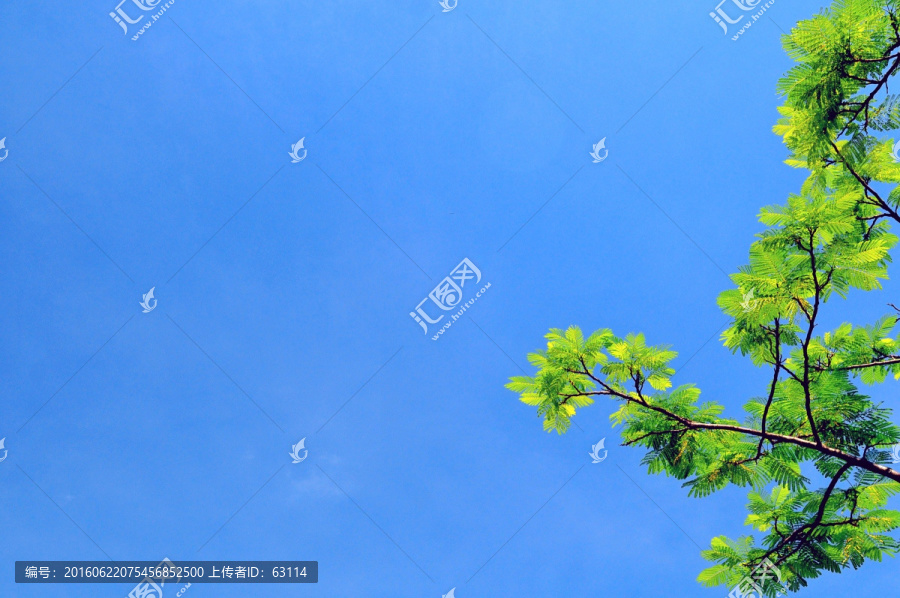 蔚蓝色的天空,绿色植物,晴空