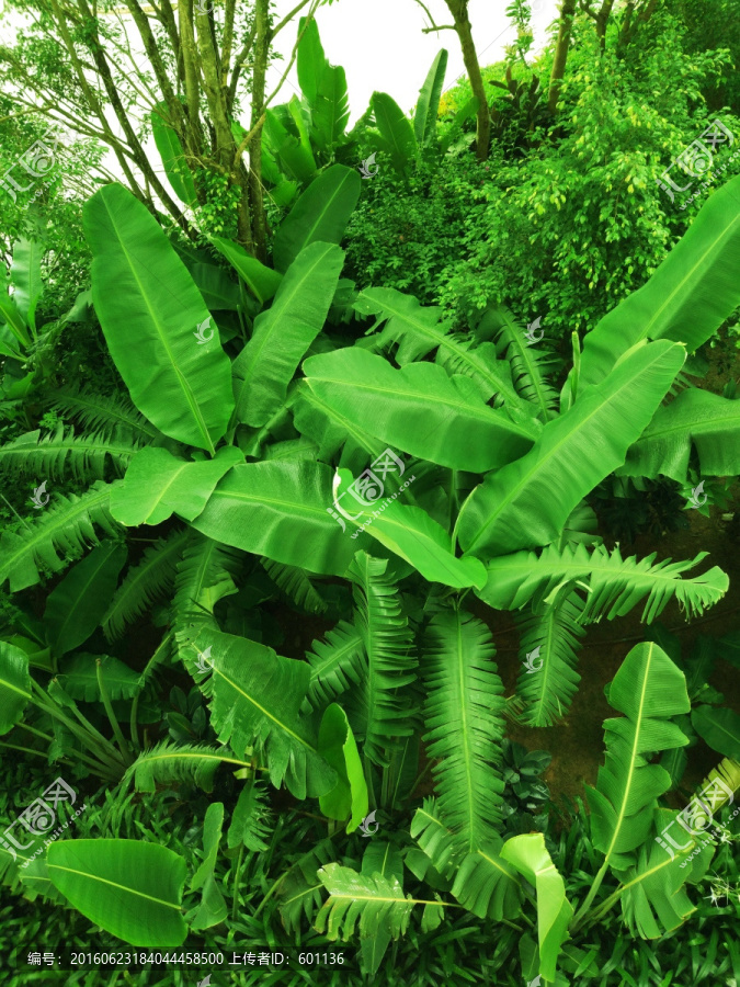 绿色热带植物背景