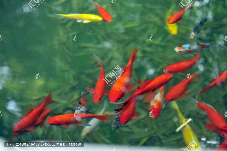 红鱼,,金鱼,,鱼池