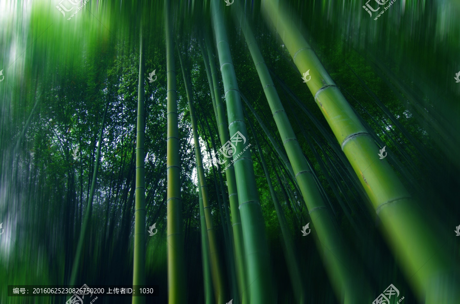 竹林,竹影