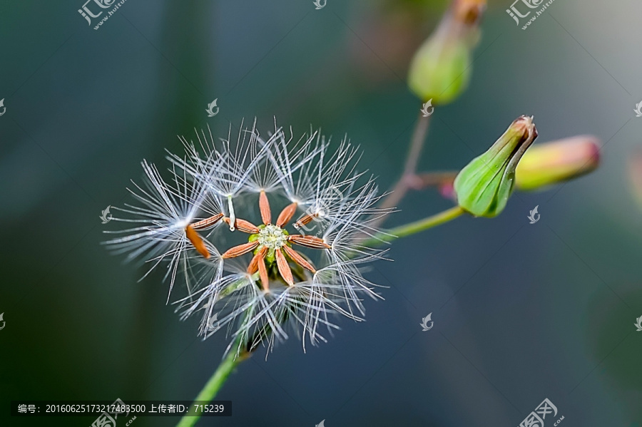 野苦荬菜种子