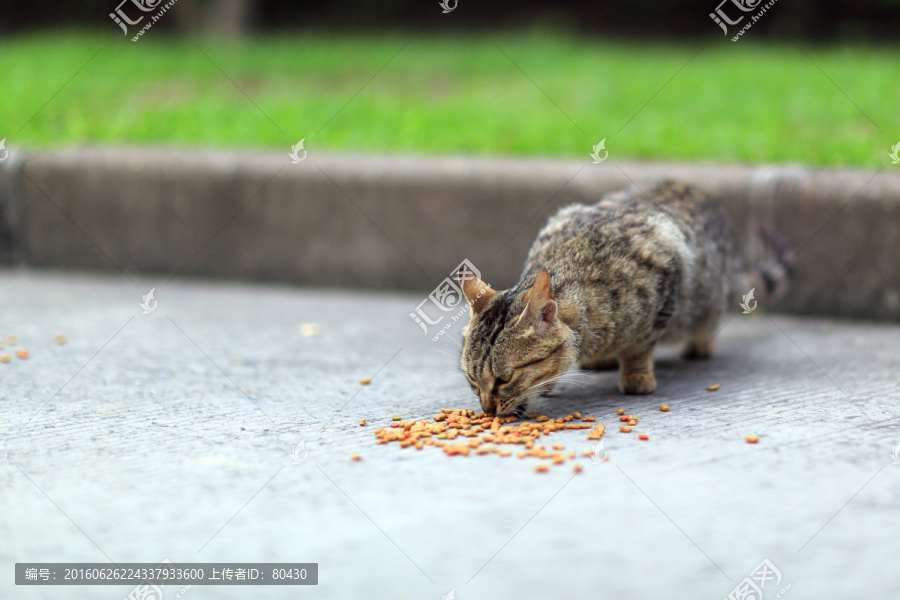 上海大学流浪猫