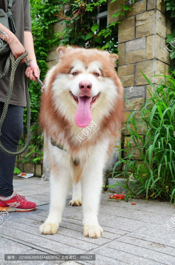 遛狗,阿拉斯加犬