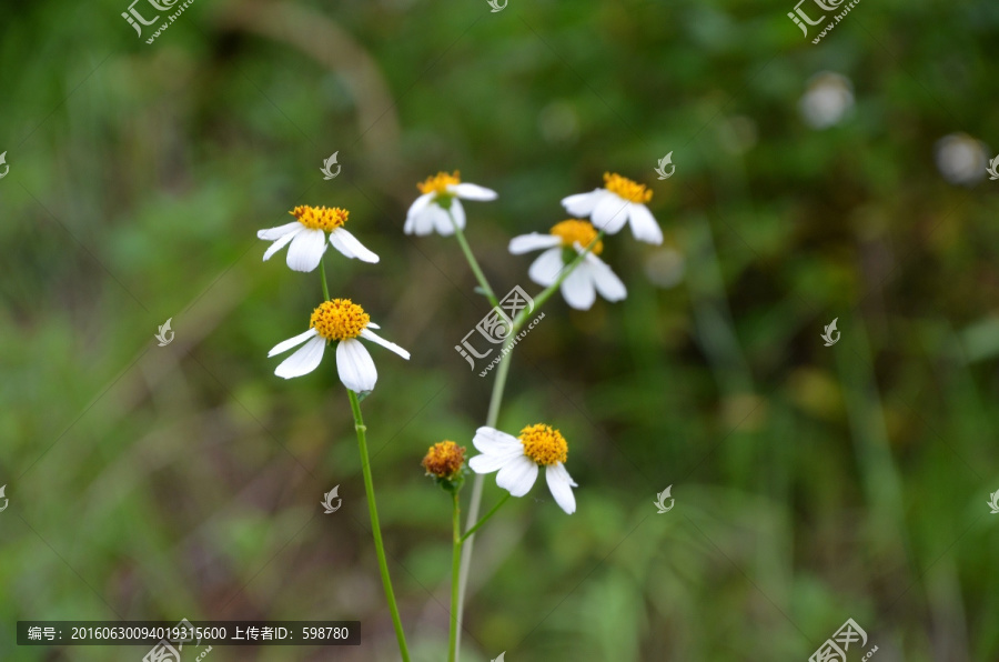 鬼针草花