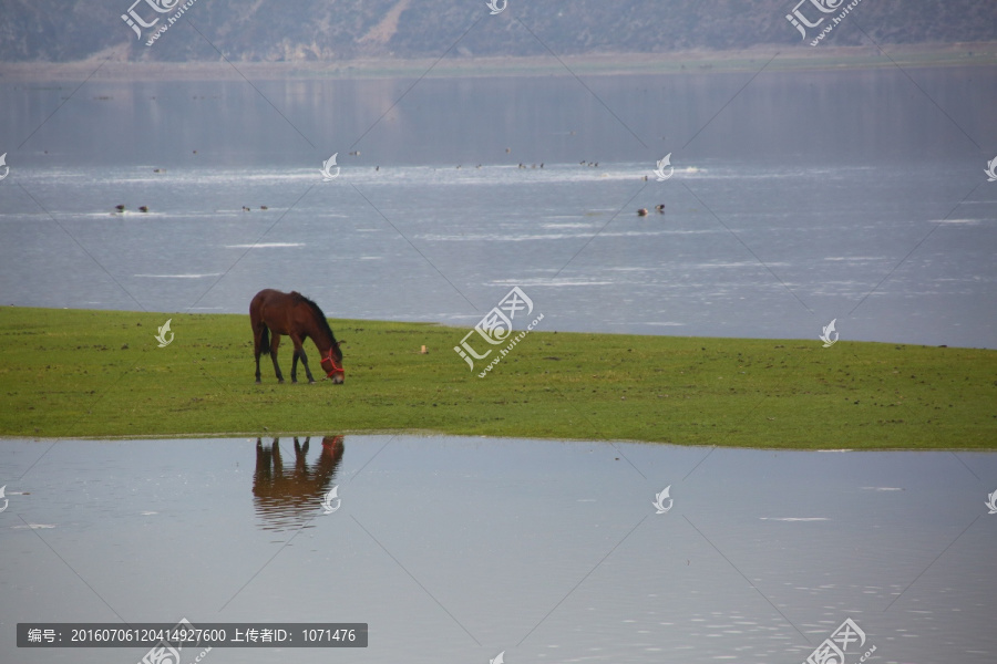 湖中吃草的马匹
