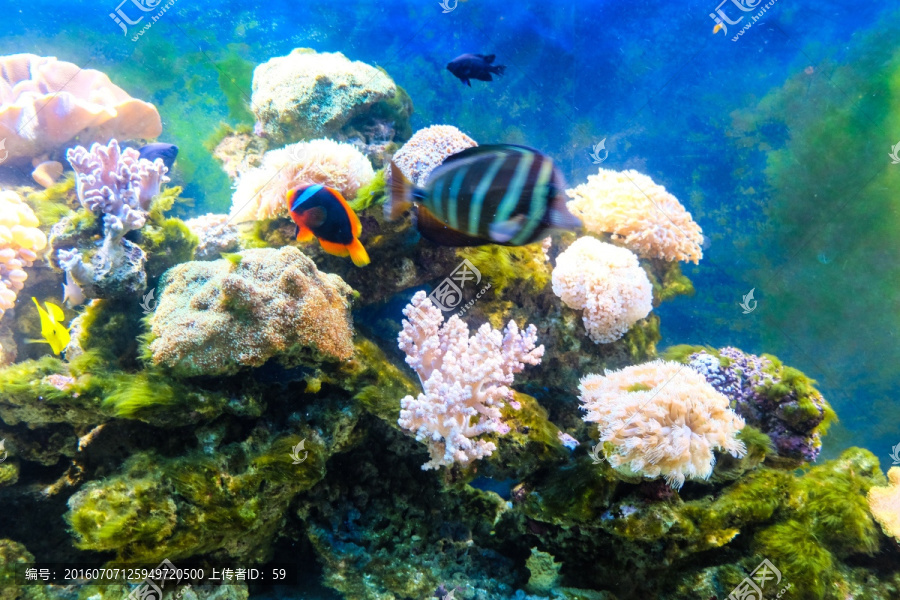 唯美水世界,珊瑚,海底世界