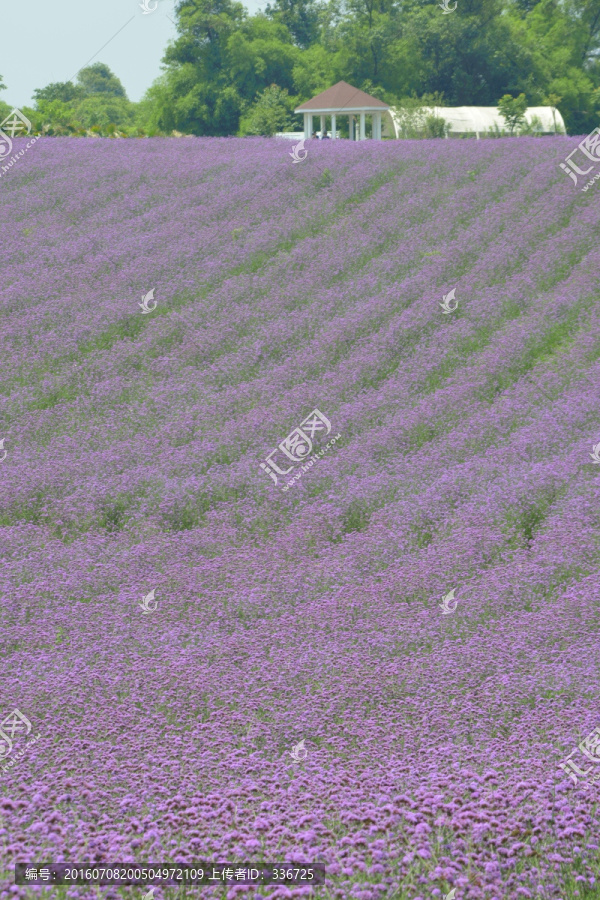 紫色花海,柳叶马鞭草花田
