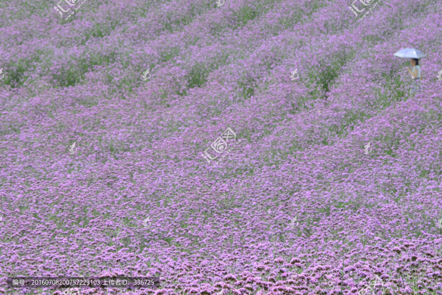紫色花海,柳叶马鞭草花田