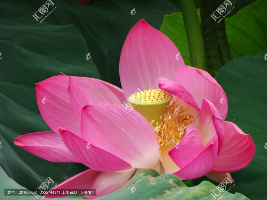 荷花蕊