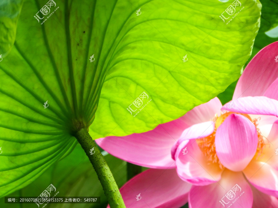 荷花