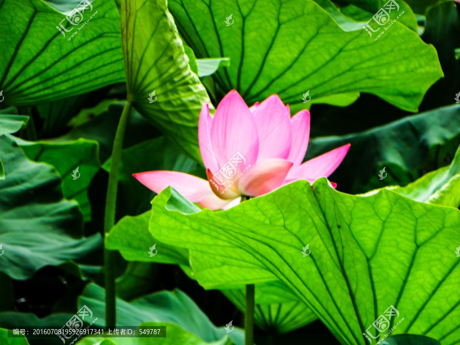 荷花
