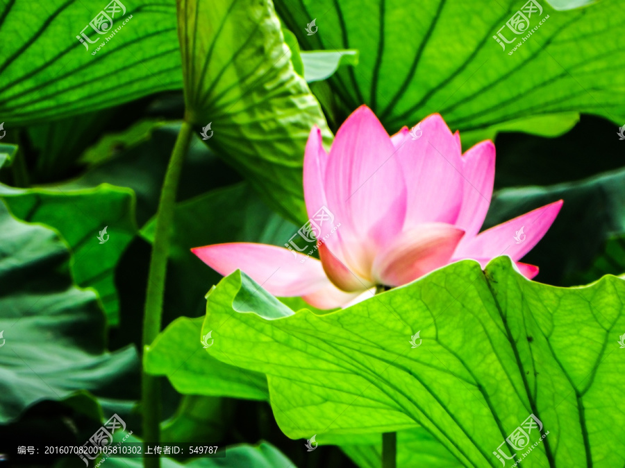 翠湖荷花