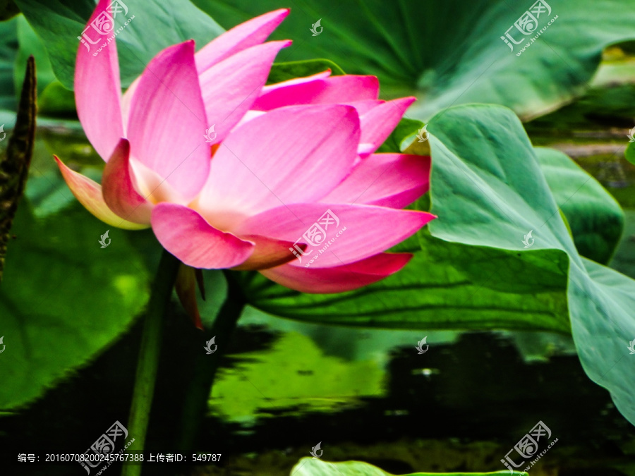 荷花