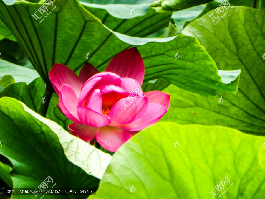 荷花