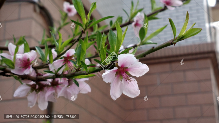 墙边盛开的桃花