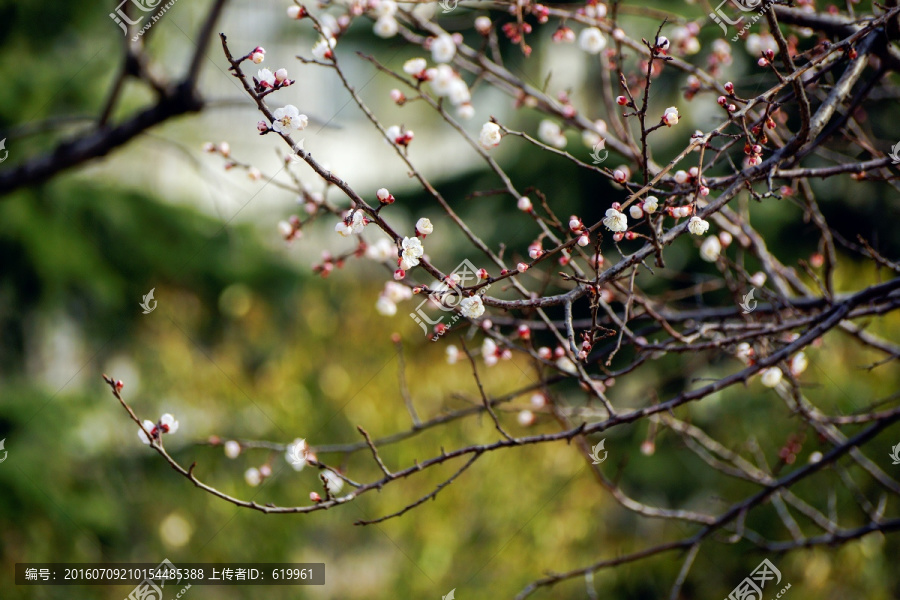 杏花花枝背景