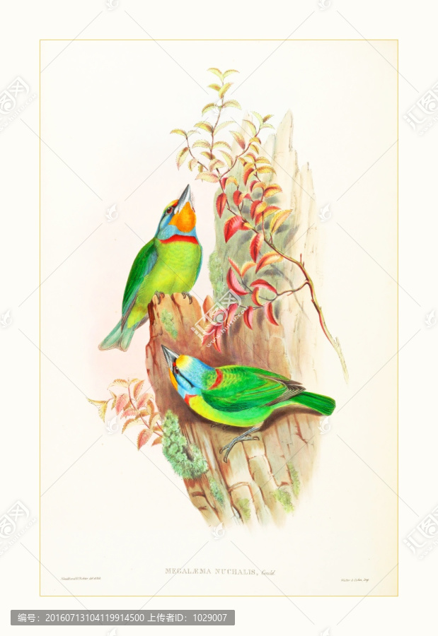 鸟类花卉油画装饰画
