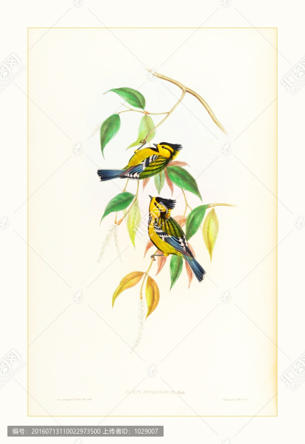 古典花鸟手绘水彩画