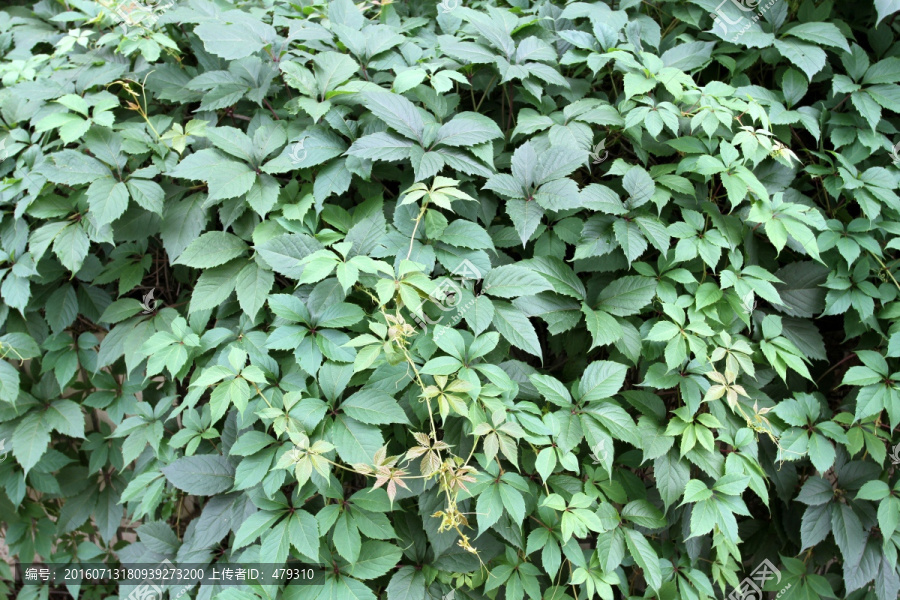 爬山虎,爬墙虎,植物,藤条