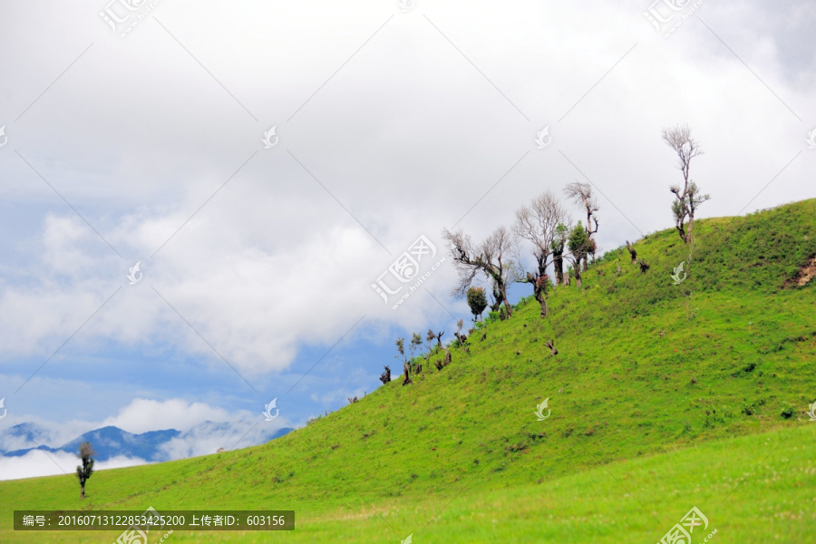 临翔区,南美草山