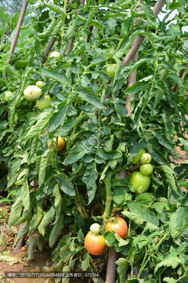 西红柿架