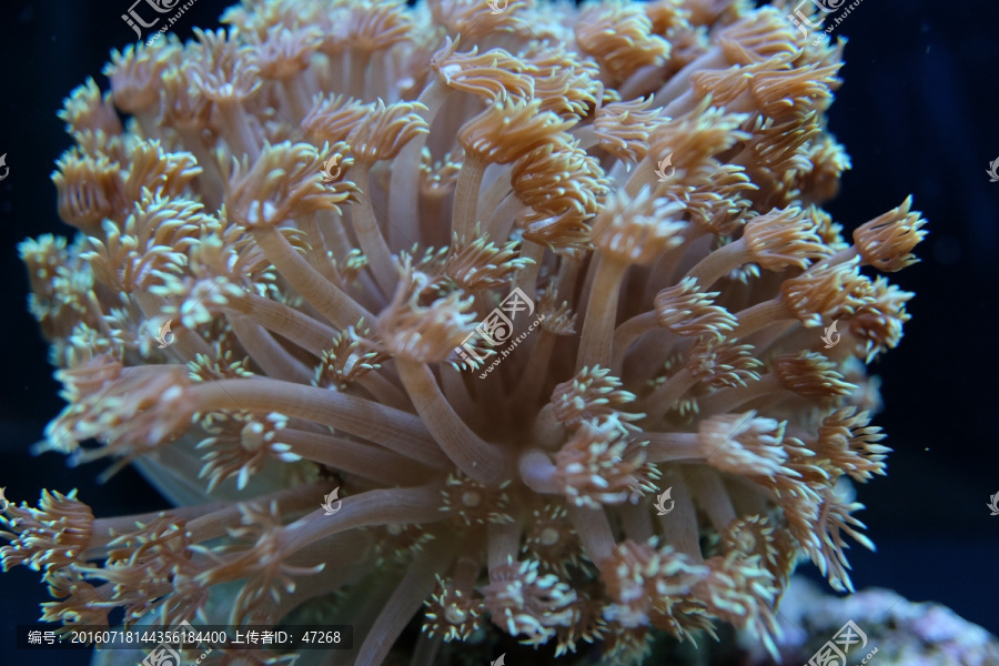 珊瑚,海胆,海藻,海底世界