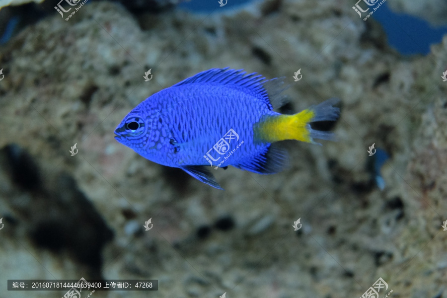 珊瑚,海胆,海藻,海底世界
