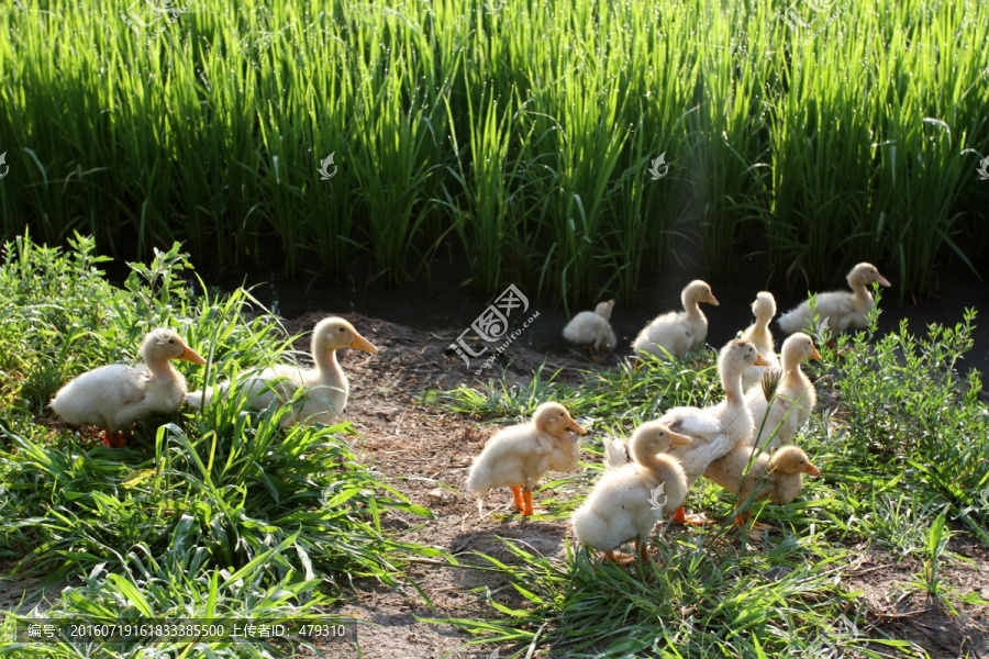 稻田鸭,鸭子,家禽,养殖,科学