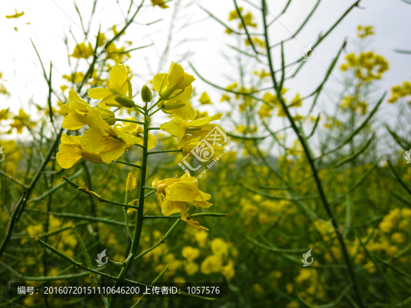 油菜花