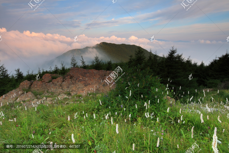 高山草甸