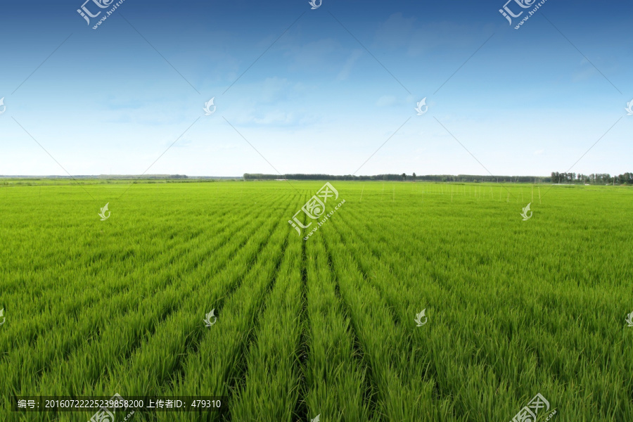 水稻,水稻田,秧苗,庄稼,农田