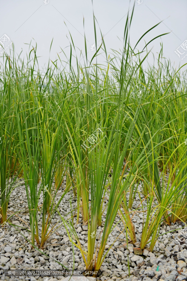 水葱,水生植物