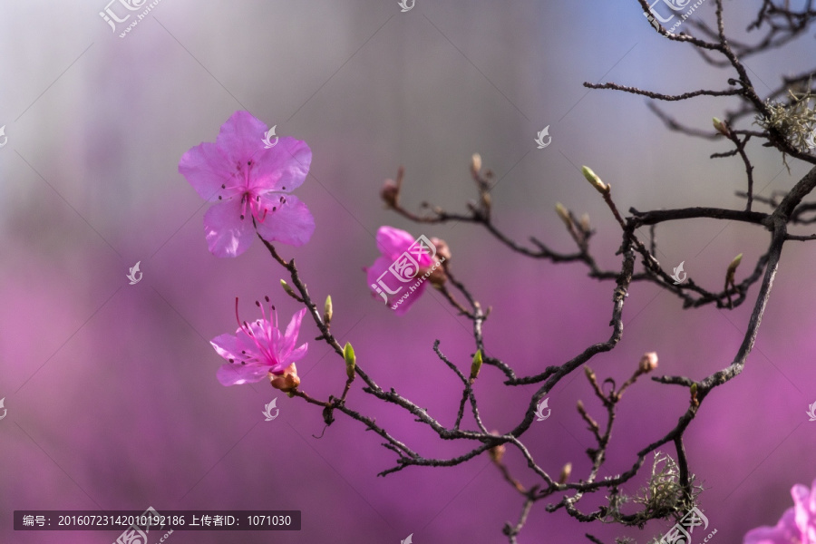 杜鹃花