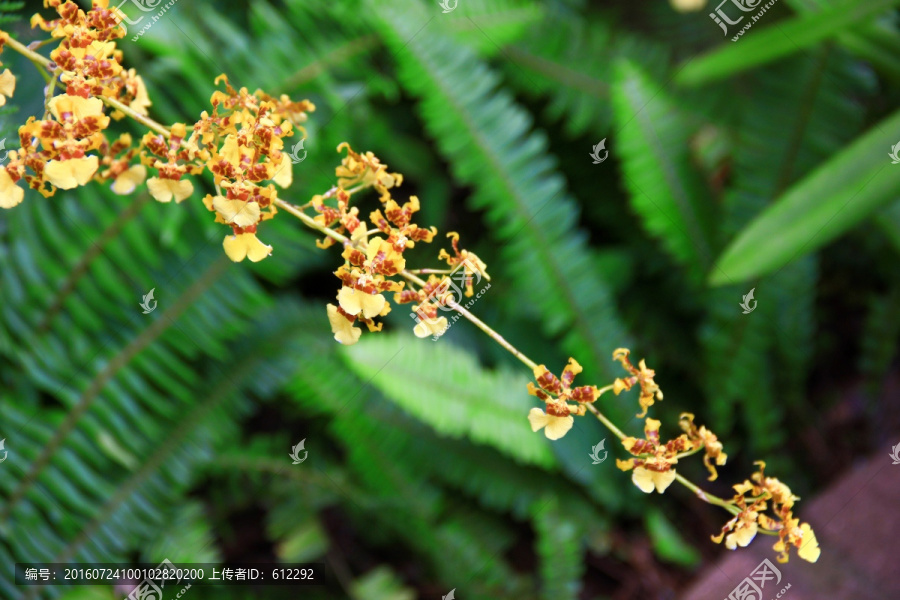 蕙兰,兰花,兰惠
