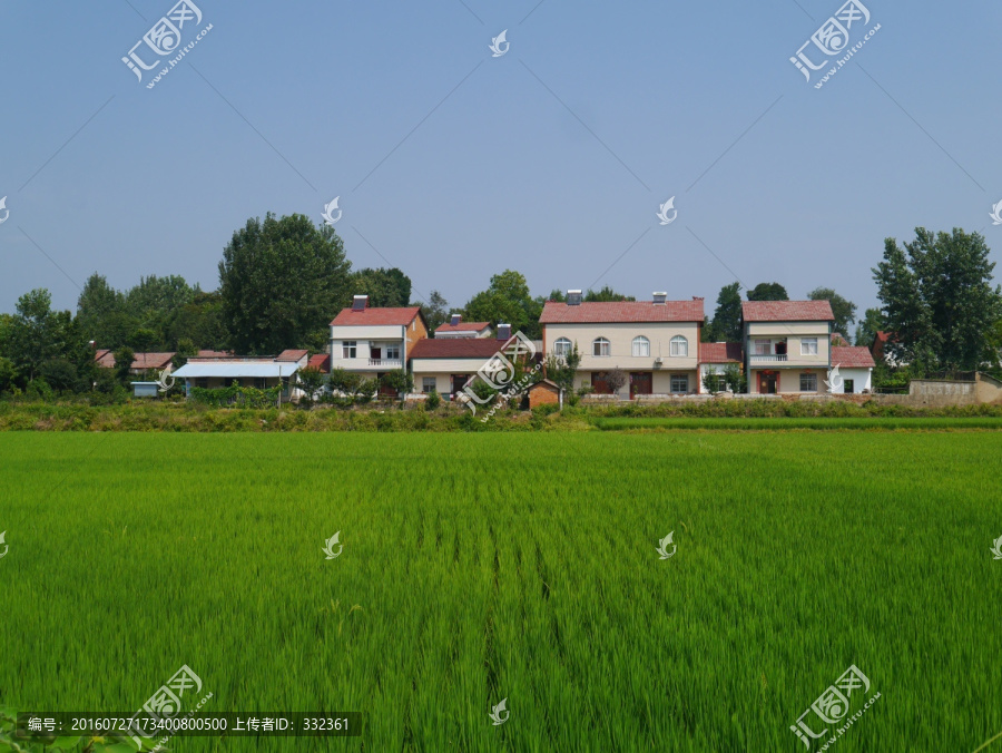 农村水稻田