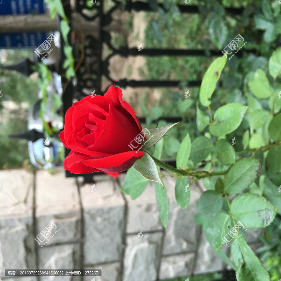 红月季红玫瑰