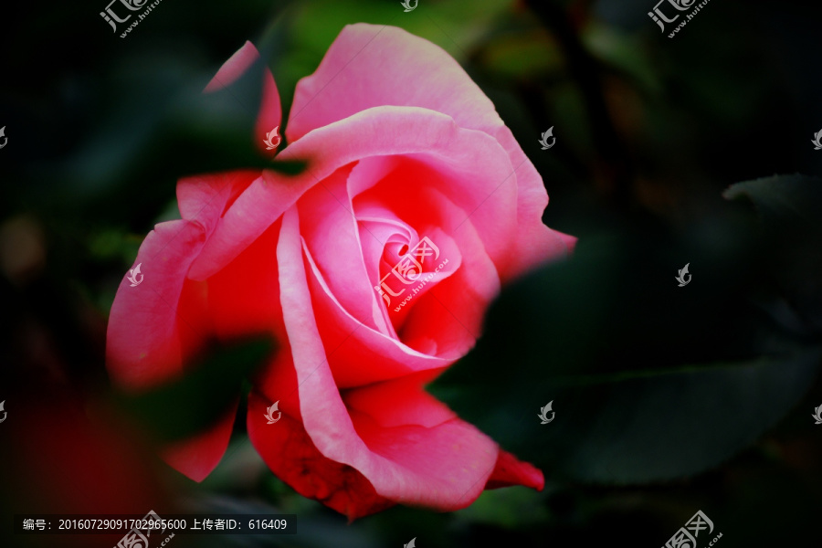 玫瑰花