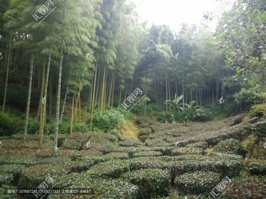 山,大山,,竹林,茶树