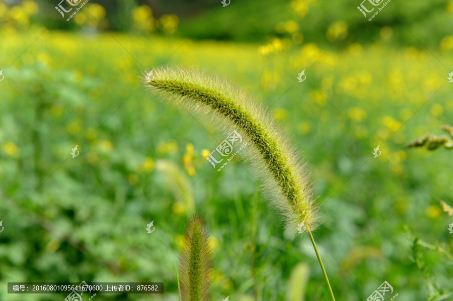 狗尾草,毛毛草