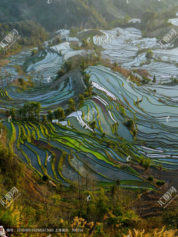 元阳,梯田