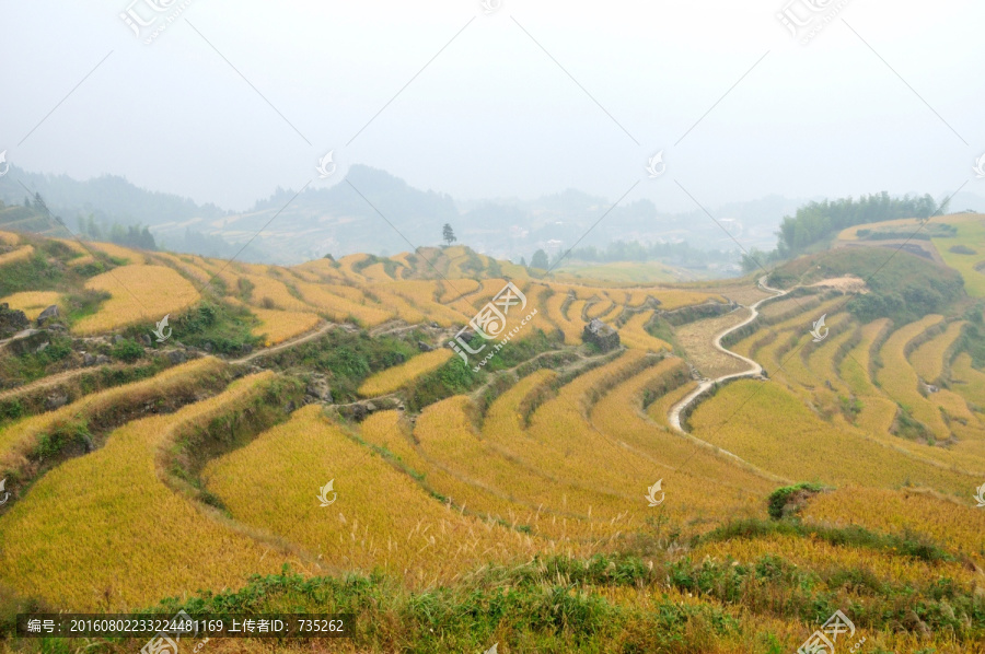 丽水云和梯田风光