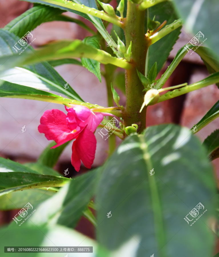 红色的凤仙花图片