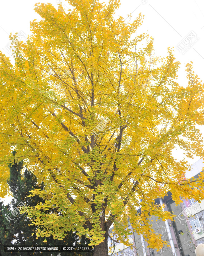 秋天黄叶,,树叶,银杏