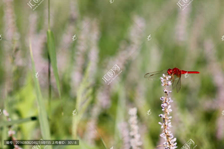 薰衣草上的红蜻蜓