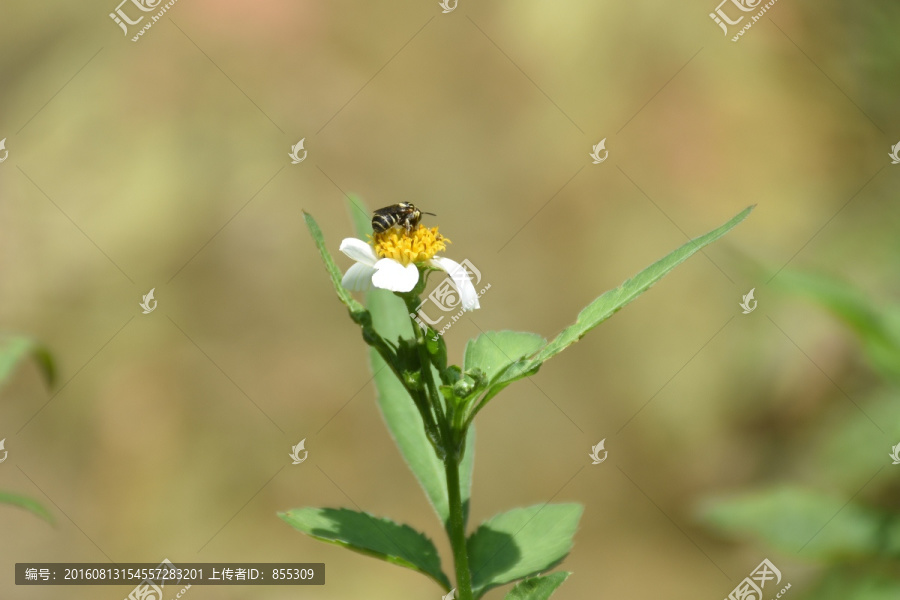 高清采花的蜜蜂