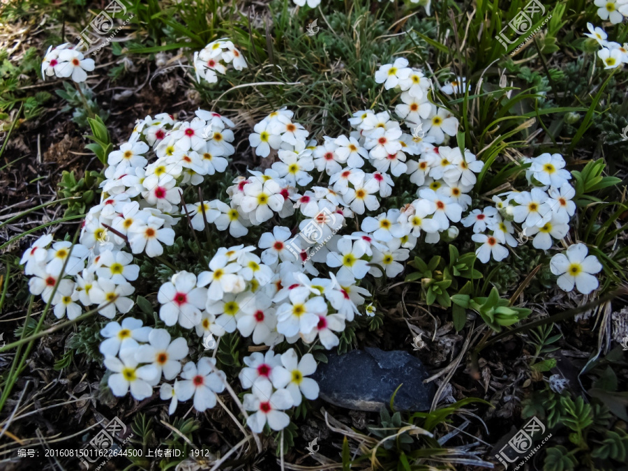 石竹花