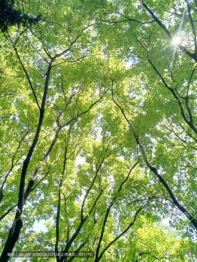 阳光树林背景,透绿,树叶